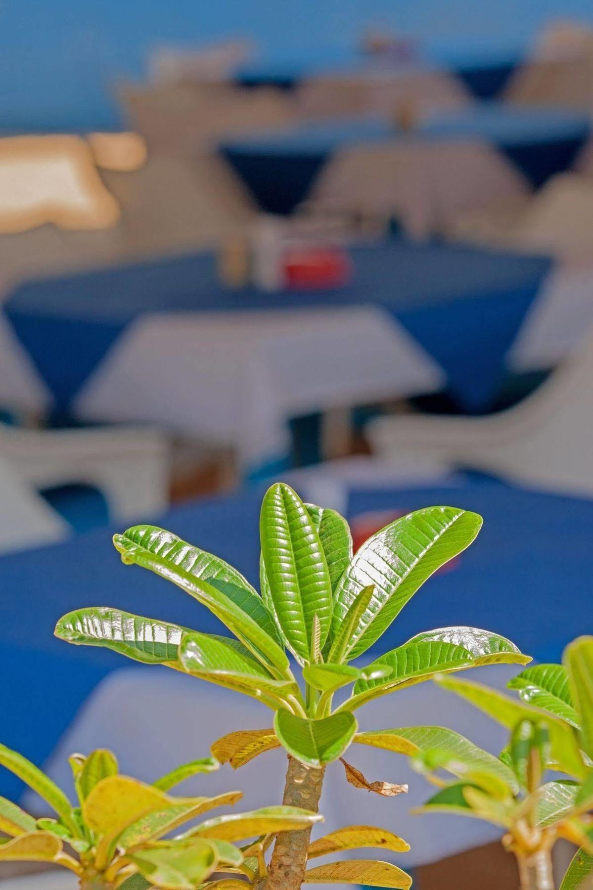 Cuba Agonda Bed & Breakfast Bagian luar foto